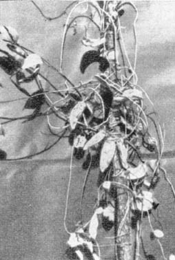 Причудливые деревья - _291.jpg