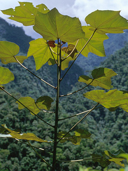 Причудливые деревья - _315.jpg