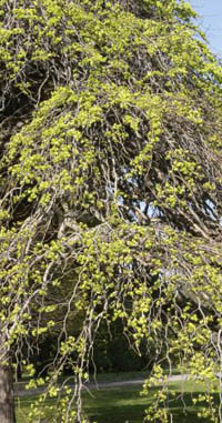 Причудливые деревья - _321.jpg