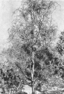 Причудливые деревья - _329.jpg