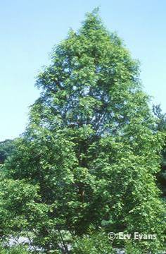 Причудливые деревья - _367.jpg