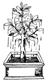 Причудливые деревья - _389.jpg