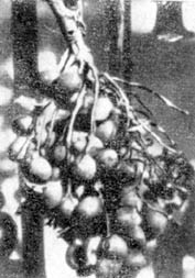 Причудливые деревья - _125.jpg