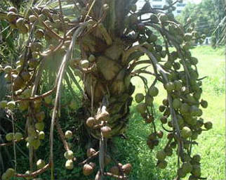 Причудливые деревья - _131.jpg