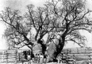 Причудливые деревья - _213.jpg