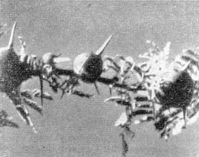 Причудливые деревья - _286.jpg