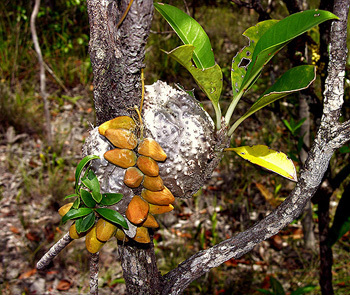 Причудливые деревья - _292.jpg