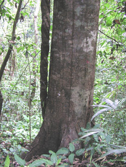 Причудливые деревья - _314.jpg