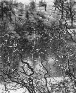 Причудливые деревья - _327.jpg