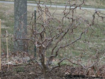 Причудливые деревья - _328.jpg