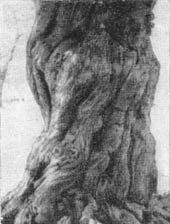 Причудливые деревья - _330.jpg