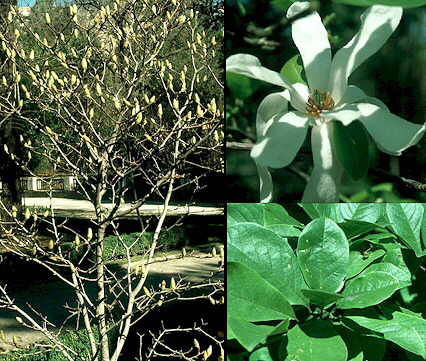 Причудливые деревья - _333.jpg