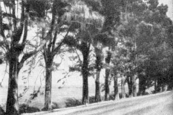 Причудливые деревья - _335.jpg