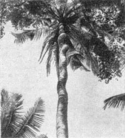 Причудливые деревья - _337.jpg