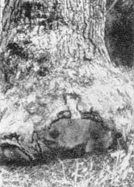 Причудливые деревья - _339.jpg