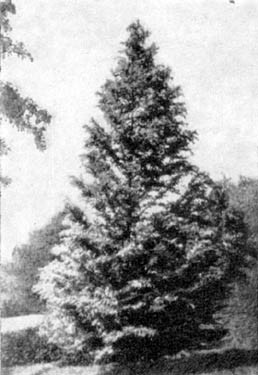 Причудливые деревья - _366.jpg