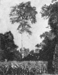 Причудливые деревья - _370.jpg