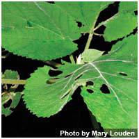 Причудливые деревья - _375.jpg