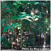 Причудливые деревья - _376.jpg