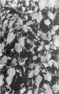 Причудливые деревья - _379.jpg