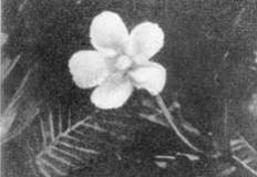 Причудливые деревья - _385.jpg