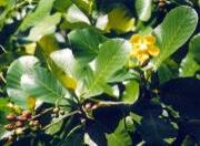 Причудливые деревья - _386.jpg