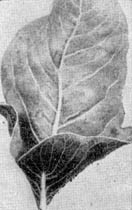 Причудливые деревья - _78.jpg