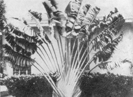 Причудливые деревья - _81.jpg