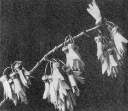 Причудливые деревья - _85.jpg