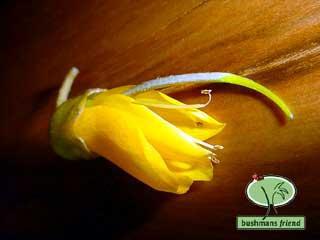 Причудливые деревья - _87.jpg