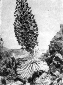 Причудливые деревья - _90.jpg