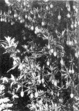 Причудливые деревья - _99.jpg