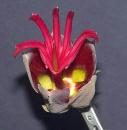 Причудливые деревья - _102.jpg