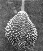 Причудливые деревья - _124.jpg