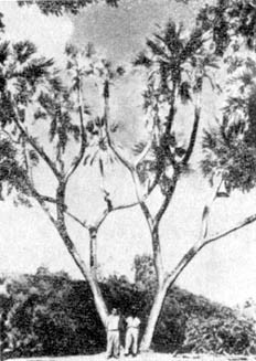 Причудливые деревья - _127.jpg