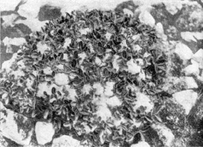 Причудливые деревья - _209.jpg