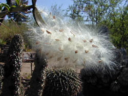 Причудливые деревья - _212.jpg