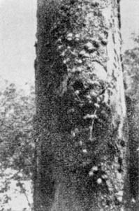 Причудливые деревья - _290.jpg