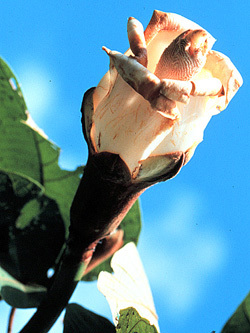 Причудливые деревья - _316.jpg