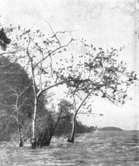 Причудливые деревья - _317.jpg