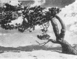 Причудливые деревья - _319.jpg