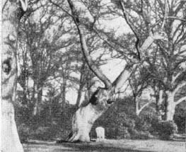 Причудливые деревья - _322.jpg