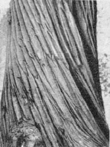 Причудливые деревья - _323.jpg