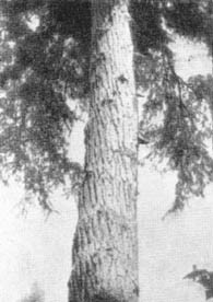 Причудливые деревья - _324.jpg