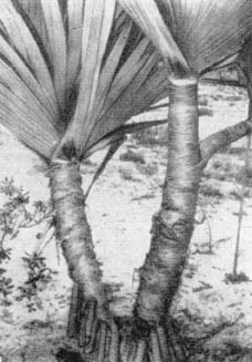 Причудливые деревья - _326.jpg