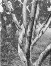 Причудливые деревья - _331.jpg