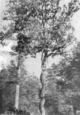 Причудливые деревья - _336.jpg