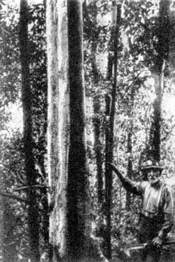 Причудливые деревья - _346.jpg