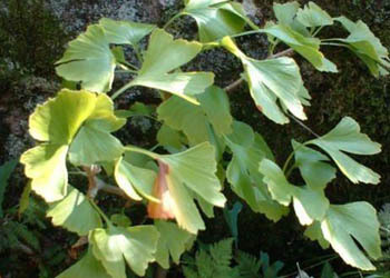 Причудливые деревья - _365.jpg