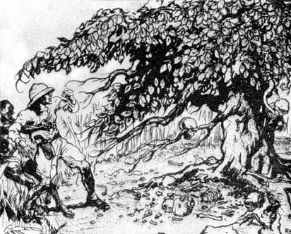 Причудливые деревья - _368.jpg